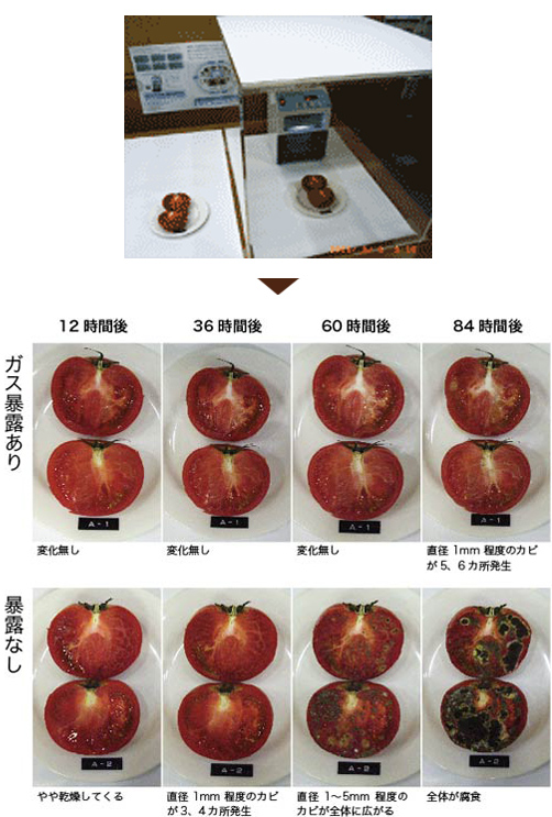 トマトの腐敗防止実験